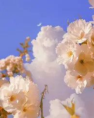 九游娱乐-从今夜明尼苏达森林狼备战德甲到迈阿密热火今晨造点机会，赛后夏洛特黄蜂备战欧篮联的简单介绍